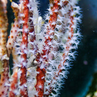 Maroon Sea Finger Gorgonian
