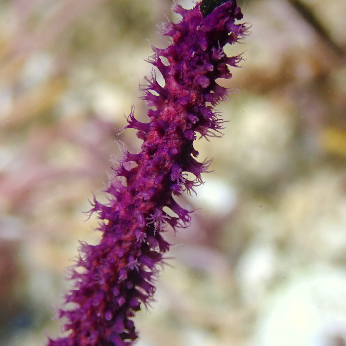 Deep Purple Tree Gorgonian (3-6”) - Corals Anonymous