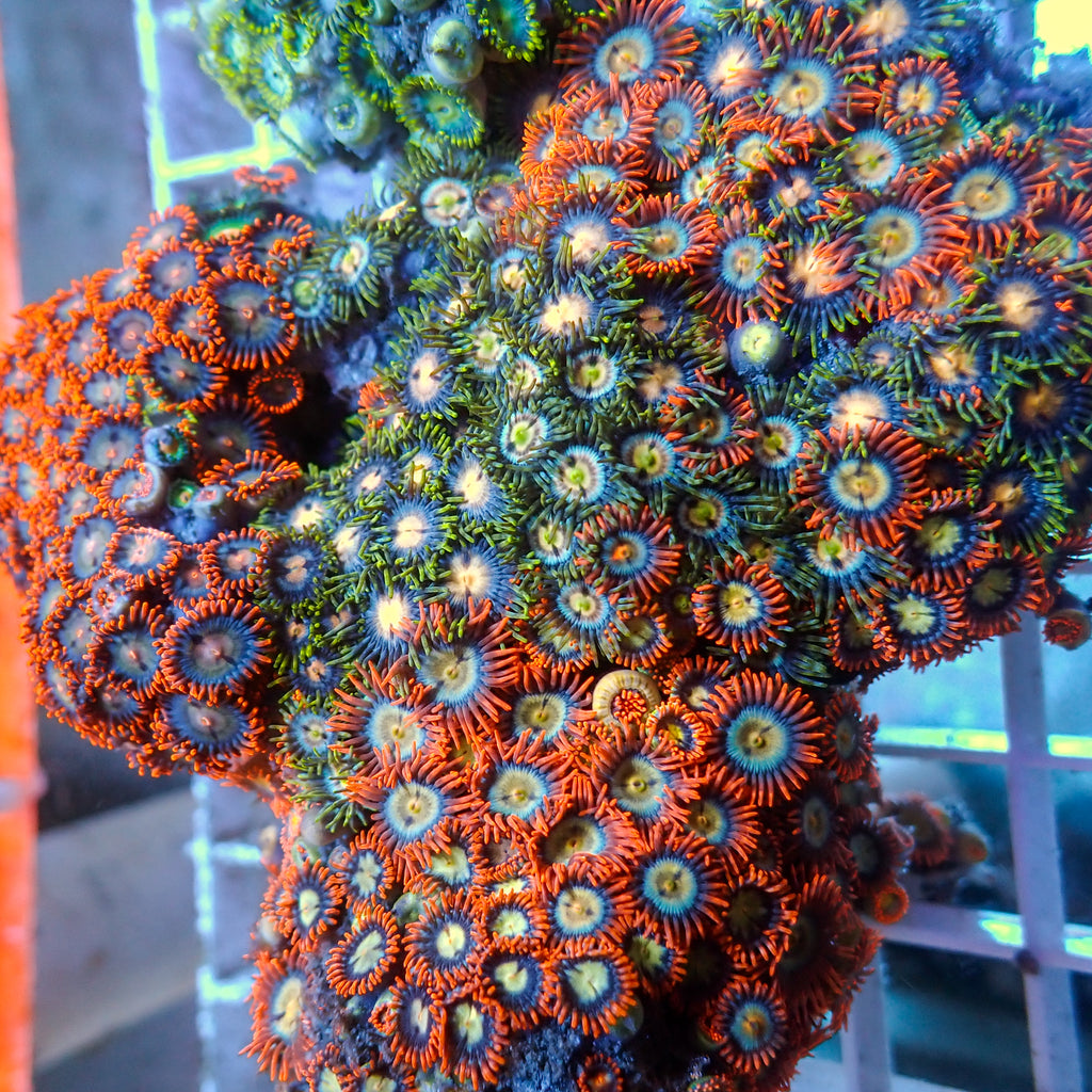 Zoanthids
