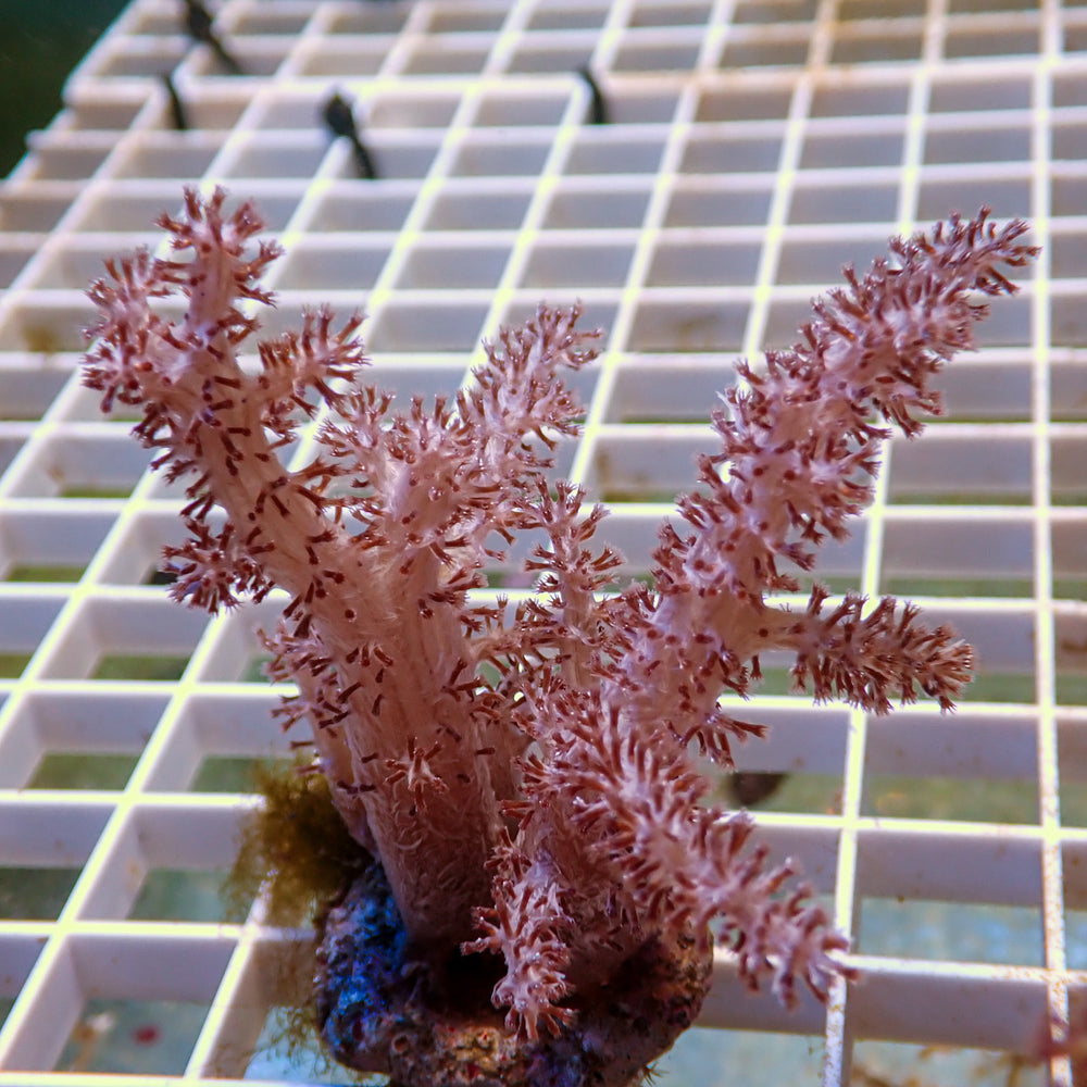 Sangria Carnation Tree Soft Coral (Dendronephthya sp.)