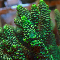 aussie neon green acropora