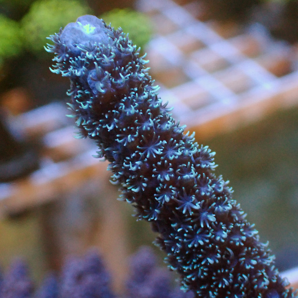 Aussie Blue's Clues Acropora (1” frag)