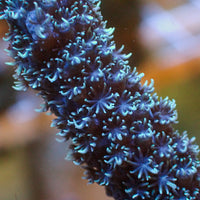 Aussie Blue's Clues Acropora (1” frag)
