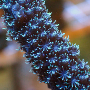 Aussie Blue's Clues Acropora (1” frag)