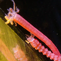 Red Medusa Worm (7-12") - Corals Anonymous