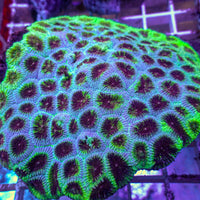 Tidal Bloom Favia (2-3 Polyps)
