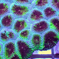 Tidal Bloom Favia (2-3 Polyps)
