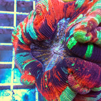 WYSIWYG Ultra Rainbow Pink Dream Wellso (4-5")

