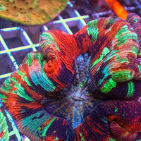 WYSIWYG Ultra Rainbow Pink Dream Wellso (4-5")
