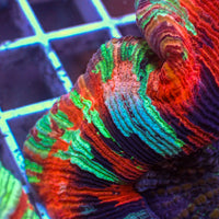 WYSIWYG Ultra Rainbow Pink Dream Wellso (4-5")
