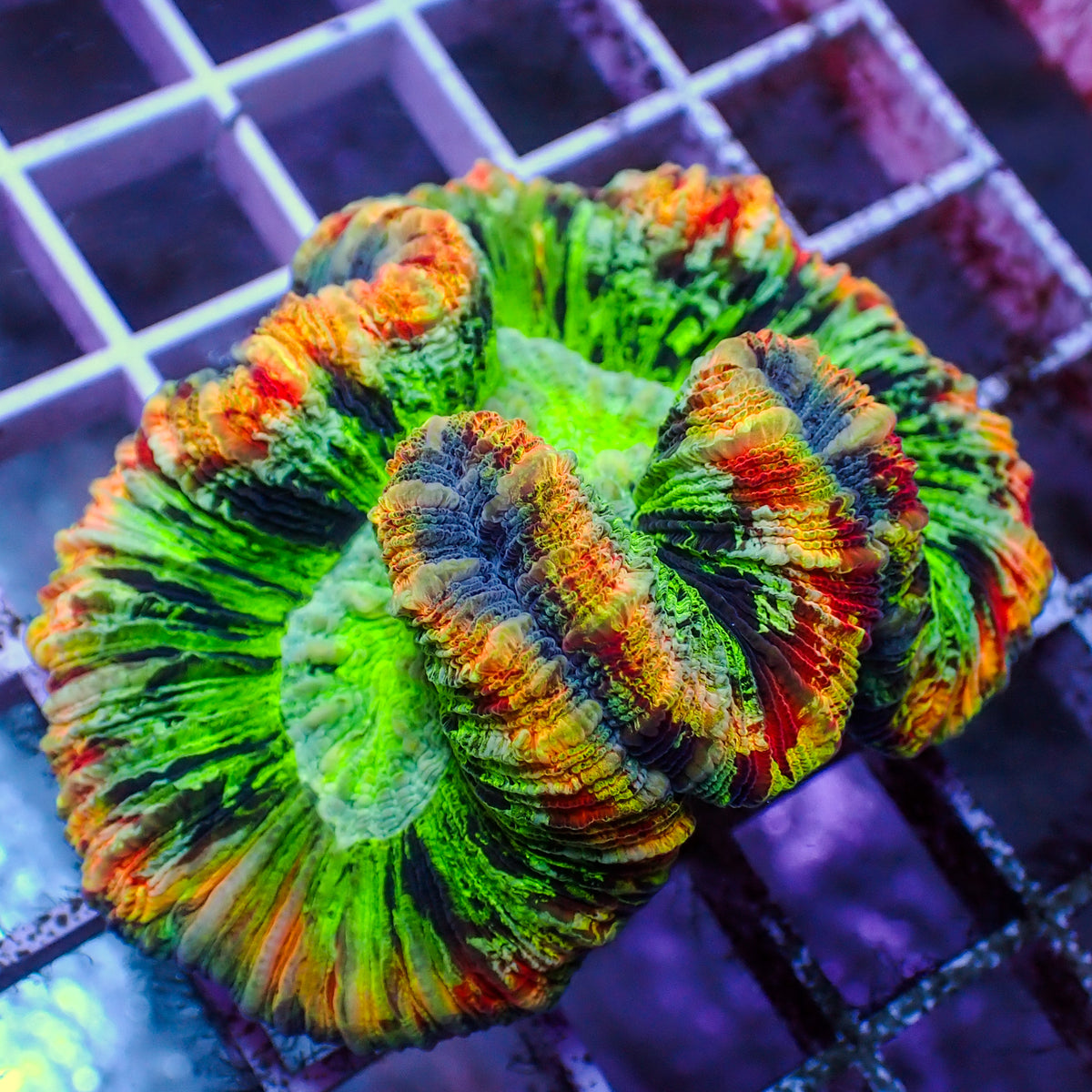 WYSIWYG Ultra Rainbow Peach Ring Wellso - Corals Anonymous