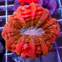 WYSIWYG Multicolor Strawberry Red Cynarina (3-4")
