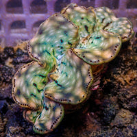 Aquaculture Rainbow Tridacna Maxima Clam (Small, 1.5-2")
