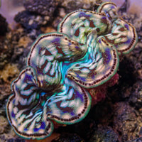 Aquaculture Rainbow Tridacna Maxima Clam (Small, 1.5-2")
