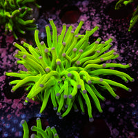 WYSIWYG 24K Holy Grail Torch - Corals Anonymous