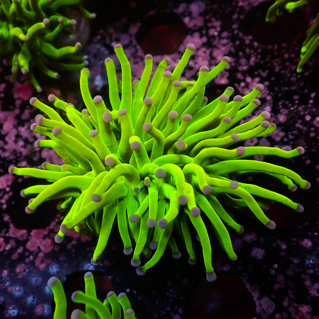 WYSIWYG 24K Holy Grail Torch - Corals Anonymous