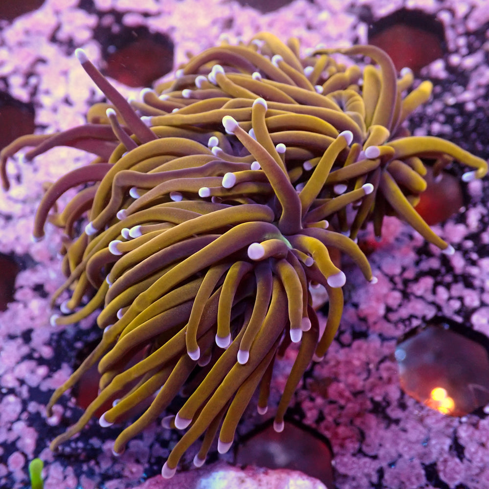 WYSIWYG CA 24k Gold Indo Torch Colony (4 Polyps) - Corals Anonymous