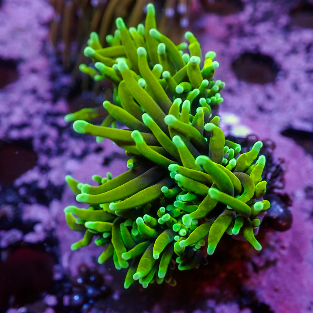 WYSIWYG Dragon Soul Torch Colony (3 Polyps) - Corals Anonymous