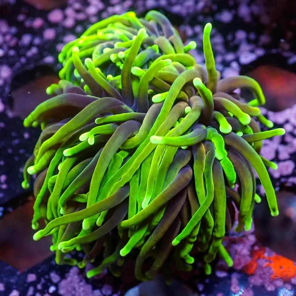WYSIWYG Dragon Soul Torch Colony (3 Polyps) - Corals Anonymous