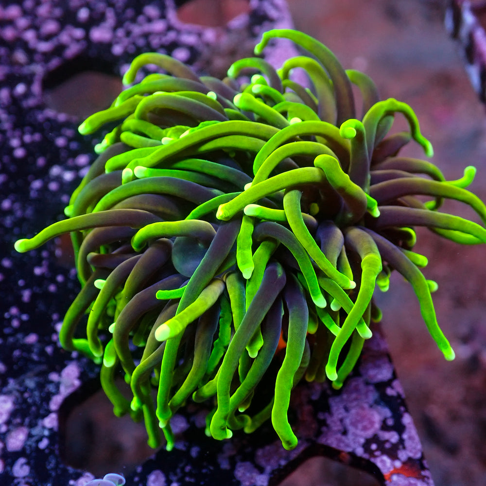 WYSIWYG Dragon Soul Torch Colony (3 Polyps) - Corals Anonymous