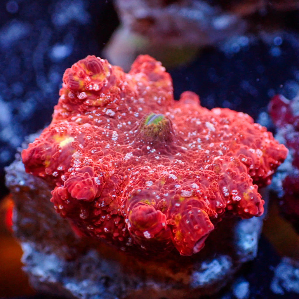 WYSIWYG Golden Red Devil Discosoma Mushroom - Corals Anonymous