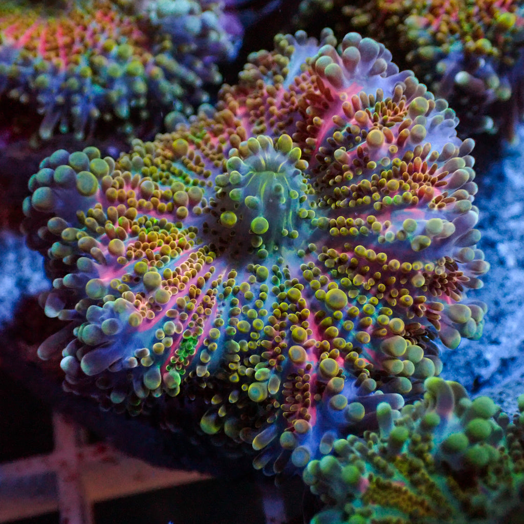 WYSIWYG Cosmic Swirl Rainbow Yuma Mushroom - Corals Anonymous