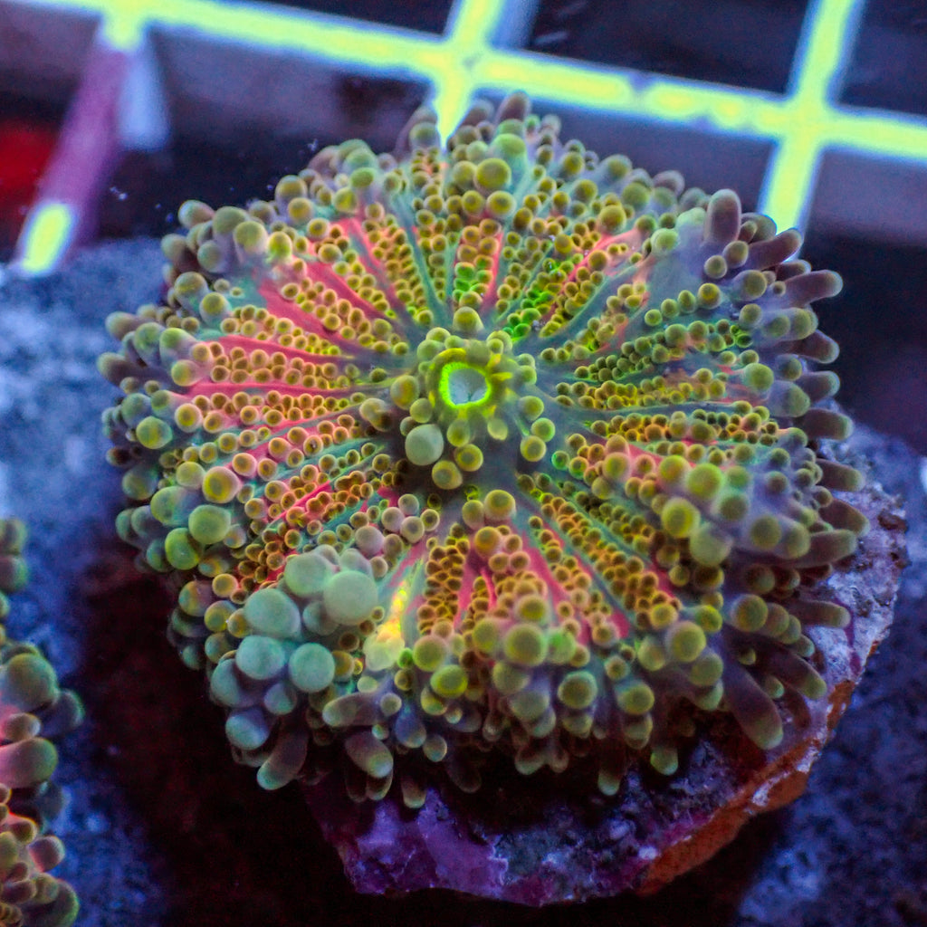 WYSIWYG Cosmic Swirl Rainbow Yuma Mushroom - Corals Anonymous