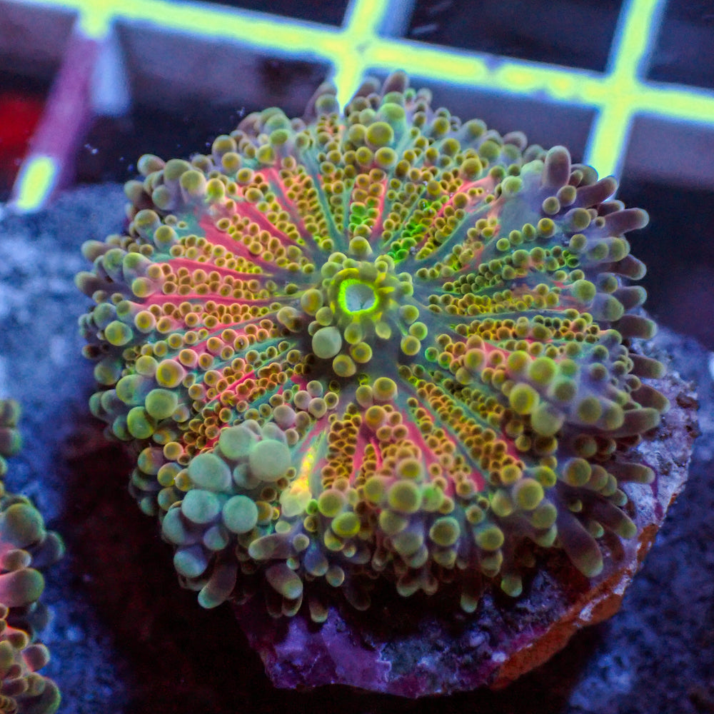 WYSIWYG Cosmic Swirl Rainbow Yuma Mushroom - Corals Anonymous