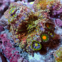 WYSIWYG Red Charm Yuma Mushroom w/ Zoas - Corals Anonymous