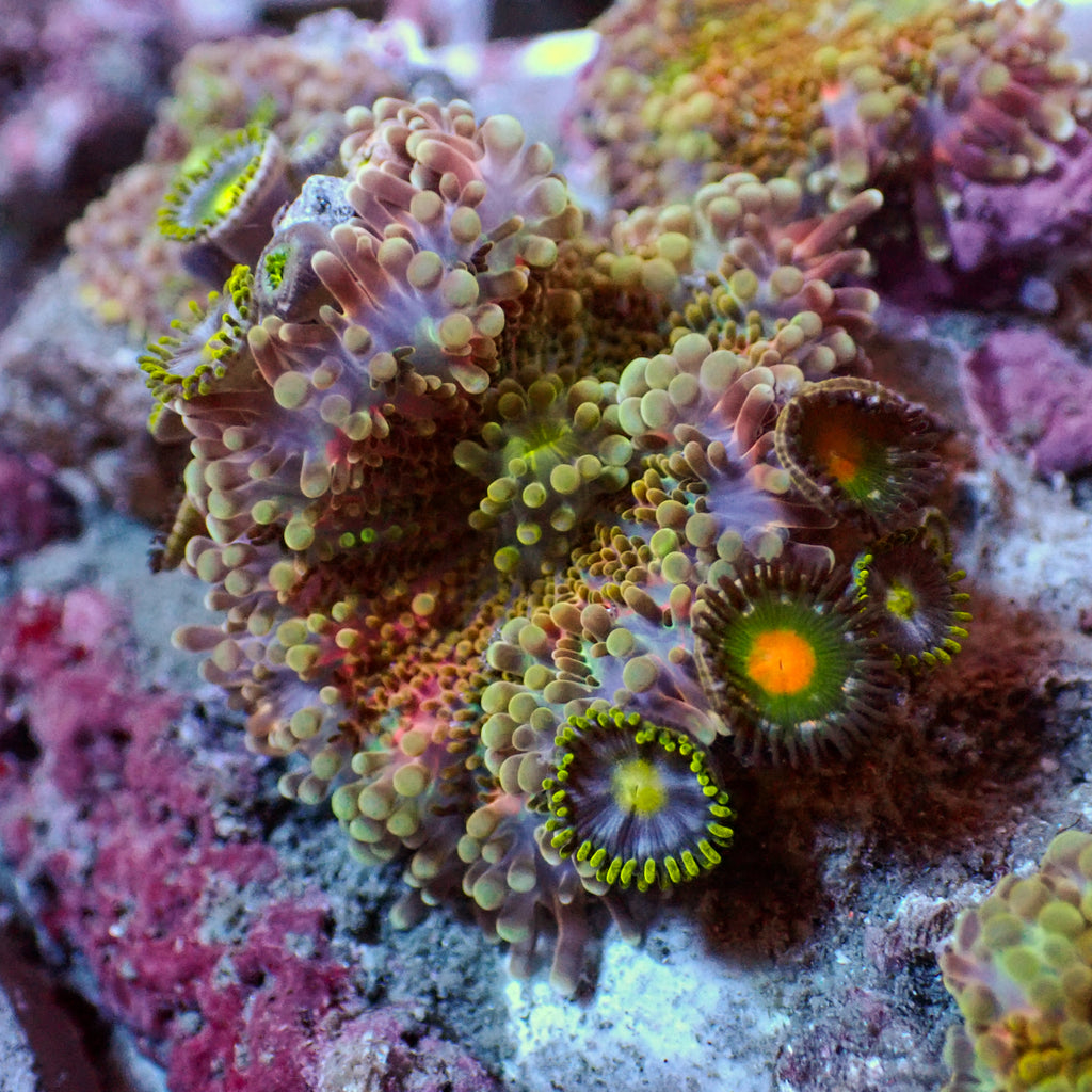 WYSIWYG Red Charm Yuma Mushroom w/ Zoas - Corals Anonymous
