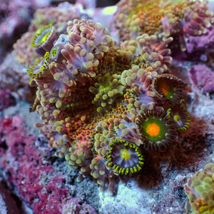 WYSIWYG Red Charm Yuma Mushroom w/ Zoas - Corals Anonymous