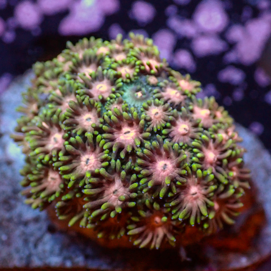 WYSIWYG Peach Lemonade Goniopora (1-2") - Corals Anonymous