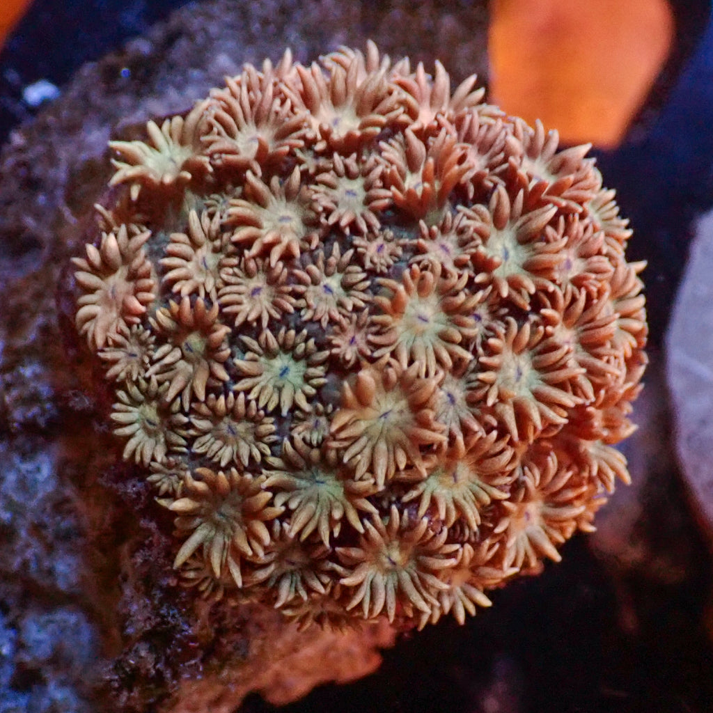 WYSIWYG Passion Peach Goniopora (1-2") - Corals Anonymous