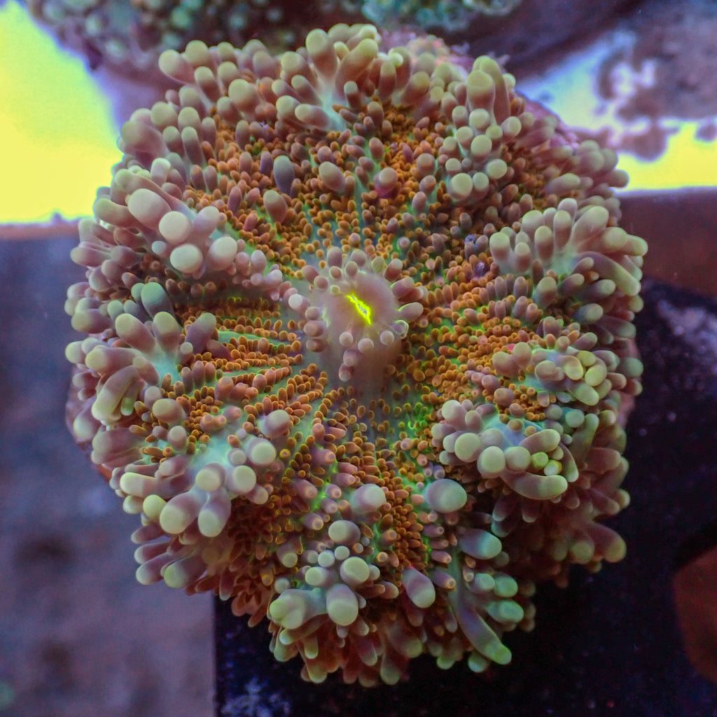 WYSIWYG Large Red Comet Yuma Mushroom (1-2") - Corals Anonymous