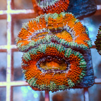 Fire and Ice Acans (2-3 Polyps)
