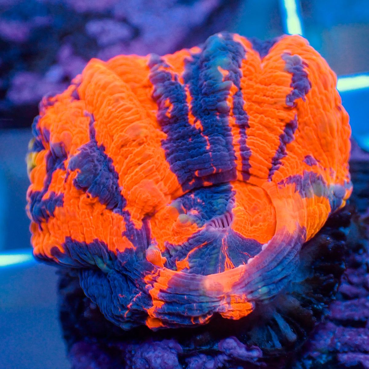 WYSIWYG Ultra Aussie Stripe Warpaint Scolymia (1-2", Aquacultured) - Corals Anonymous