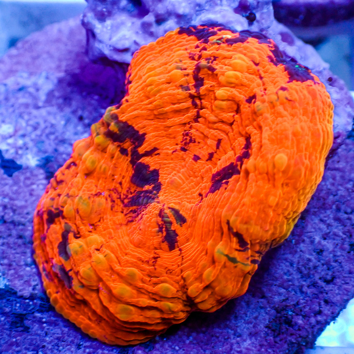 WYSIWYG Ultra Aussie Stripe Warpaint Scolymia (1-2", Aquacultured) - Corals Anonymous