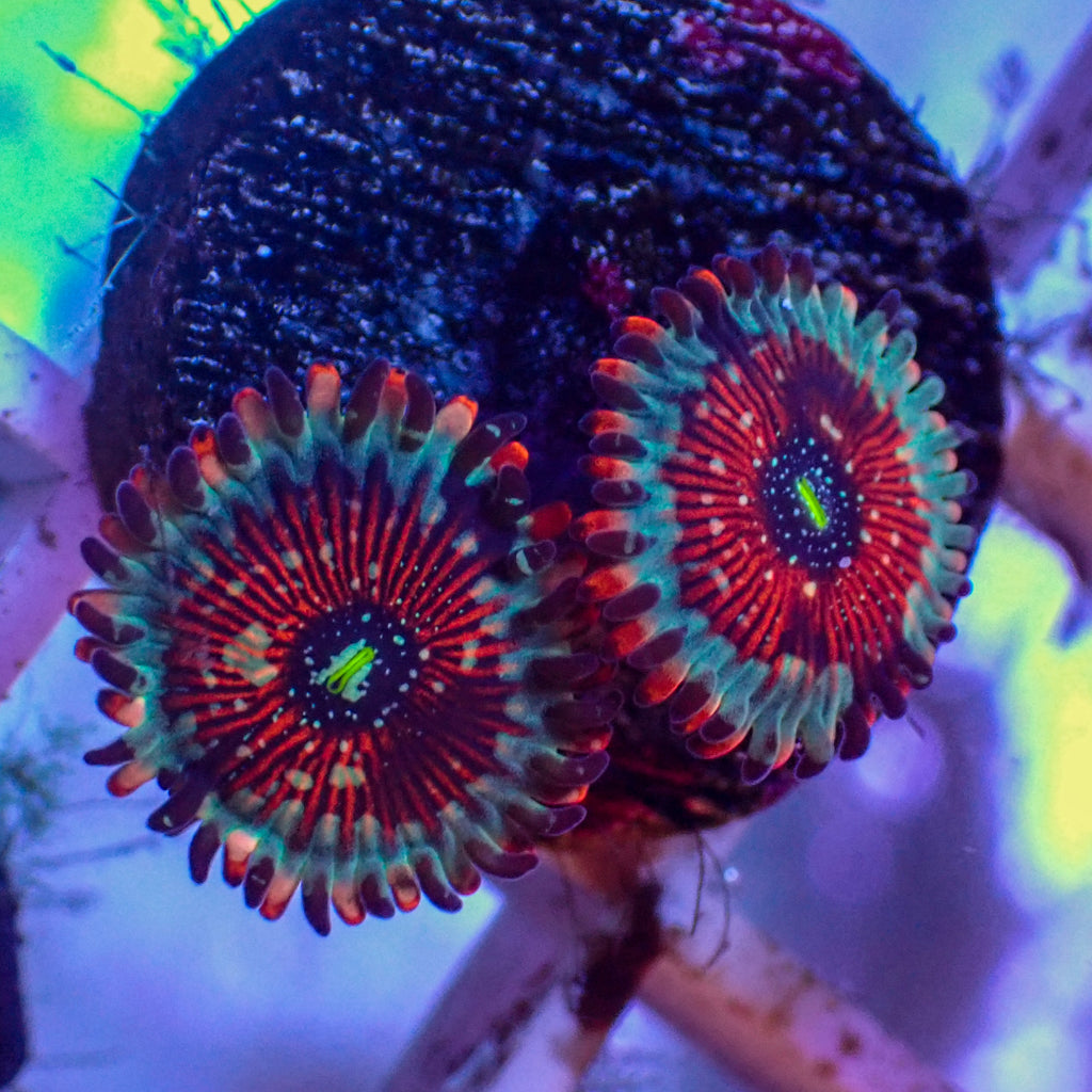 Zoanthids