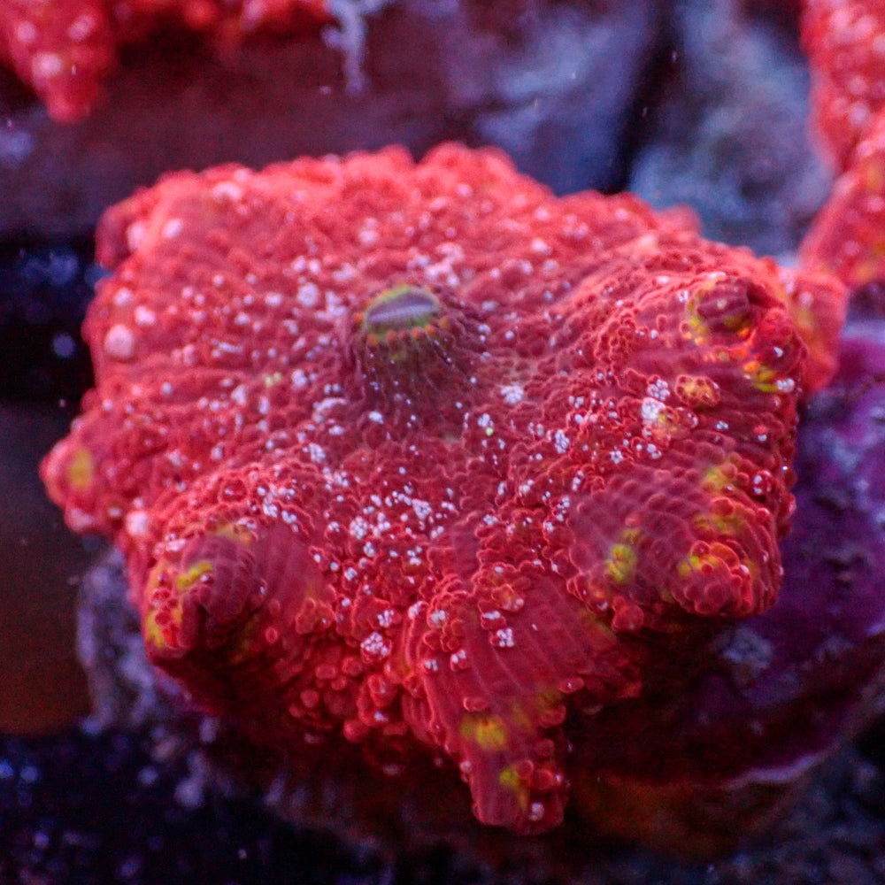 WYSIWYG Golden Red Devil Discosoma Mushroom - Corals Anonymous