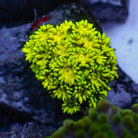 WYSIWYG Multicolor Banana Craze Goniopora Colony (0.5-1") - Corals Anonymous
