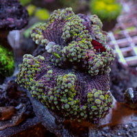 WYSIWYG Large Bounce Purple Green Yuma Mushroom (1.5-2") - Corals Anonymous