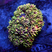 WYSIWYG Lucid Dream Rainbow Goniopora (1-2") - Corals Anonymous