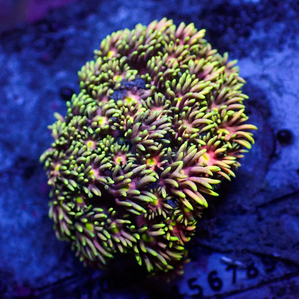 WYSIWYG Lucid Dream Rainbow Goniopora (1-2