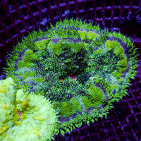 WYSIWYG Purple Ring Maxi Mini Carpet Anemone (2-3”)