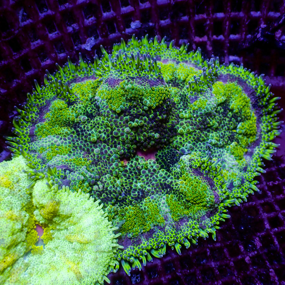 WYSIWYG Purple Ring Maxi Mini Carpet Anemone (2-3”)