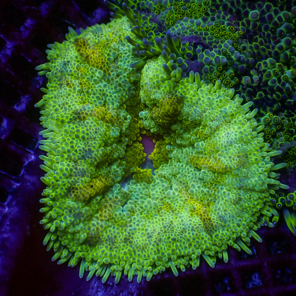 WYSIWYG Yellow Star Maxi Mini Carpet Anemone (2-3") - Corals Anonymous