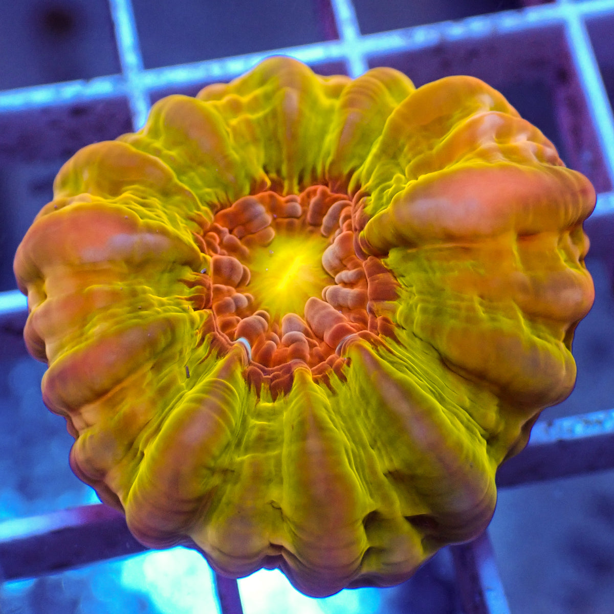 WYSIWYG Ultra Rainbow Sun God Cynarina (1-2") - Corals Anonymous