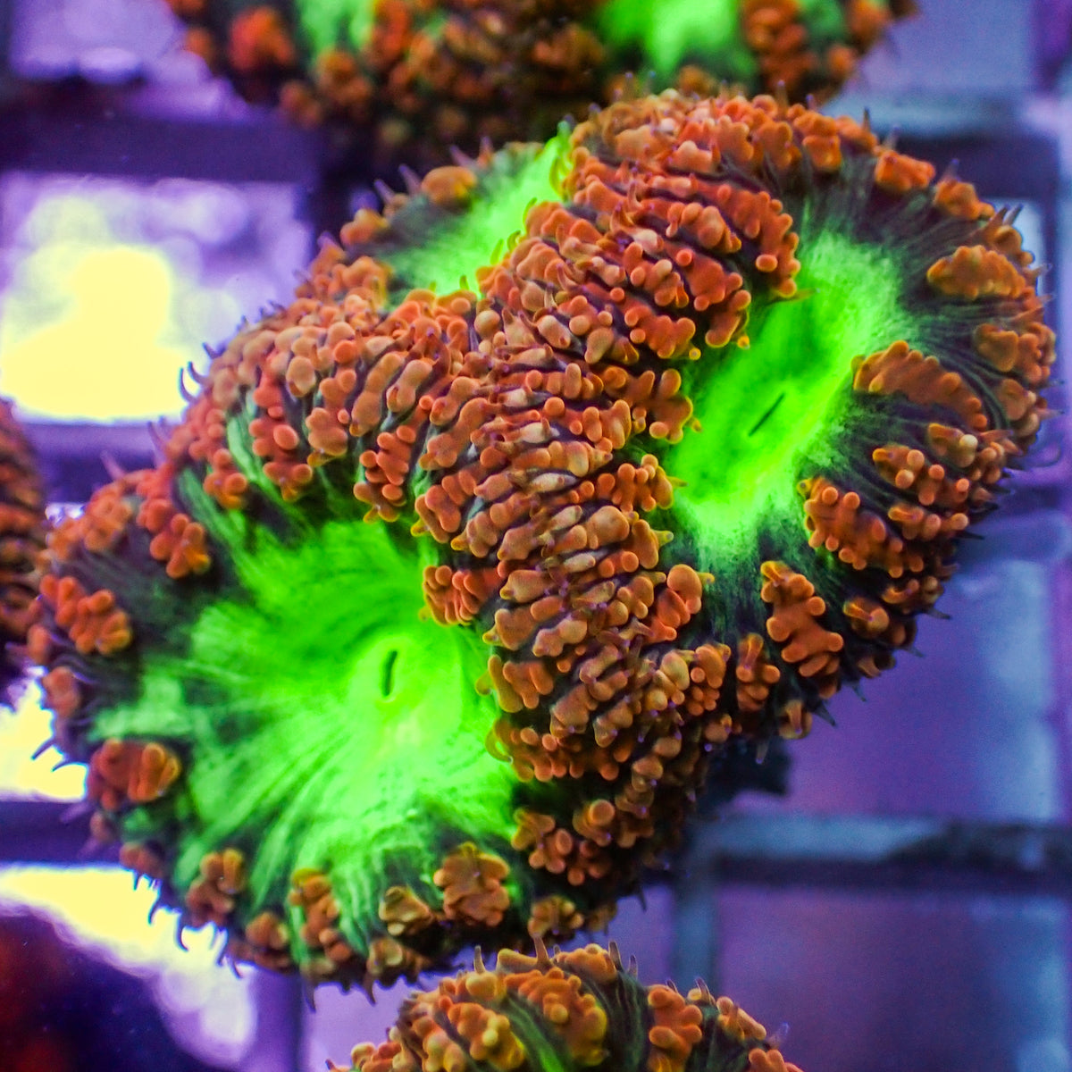 WYSIWYG Neon Green & Red Blastomussa Colony (3 Polyps) - Corals Anonymous