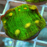 Space Invader Chalice (1" Frag)
