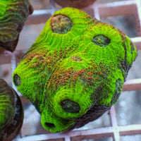 Green Mycedium Chalice (1" Frag)
